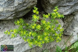 sedum annuum